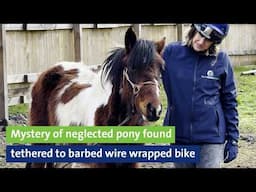 Mystery of neglected pony found tethered to barbed wire wrapped bicycle