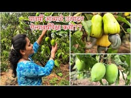 Konkan Vlog कोकणातील आंबा, काजू बाग | यावर्षी आंब्याचे उत्पादन गेल्यावर्षीपेक्षा कमी?? Pritis World