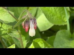 Identifying Comfrey, Symphytum Sp. A very useful plant!