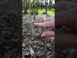 How Fast Does Asparagus Grow?