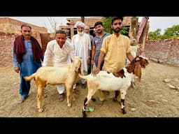 Beopari K Sath Behas Bahut Mushkil Se Sauda Hua Aaj | Qurbani K 3 Bakray Khareed Liye | Live Soda