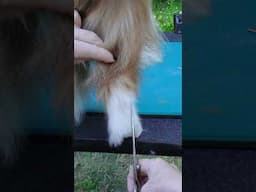Trimming the Hocks and Pants on a Double Coated Breed  #dogshow #dogcompetitions #doublecoat #shears