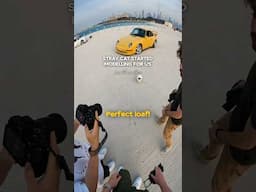 Stray Cat Started Modelling For Our Car Photoshoot - POV Car Photography (Sony a6700)