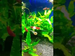 Do fish food tablets work