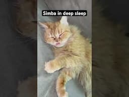 Simba the Persian cat Ghaziabad
