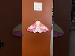 Should I cut it up!? #butterflies #moths #oddities #uniquewalldecor #eclecticdecor