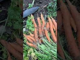 Pullin' Some Carrots - The Secret to Great Germination
