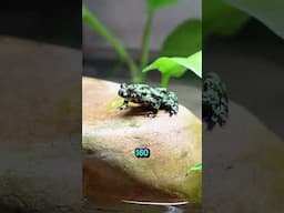 The Search For The Missing Frog!