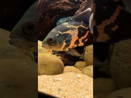 Mopping up the scraps after a feeding🐟🍰 #cichlid #oscars #acara