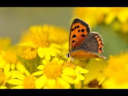 Turn your lawn into a wildflower meadow!
