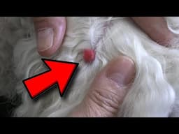 Avoid This Common Brushing Mistake | Dog Grooming Tips For Skin Growths