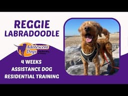 Reggie the Labradoodle | 4 Weeks Assistance Dog Residential Training