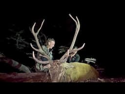 Bowhunting a Massive Public Land Red Stag in New Zealand ft. @borntobewildnz4117| 10K GIVEAWAY!