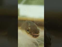 Eels in Texas! Check out these baby eels #eel