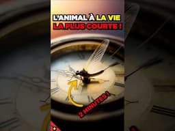 L’animal à la vie la plus COURTE ! 🦋🐛