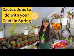 Cactus Jobs to do with your Cacti in Spring #cactus #cacti #cactuscollection