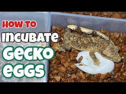 Beginners Guide: Incubating Gecko Eggs