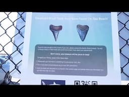 Another fossilized great white shark tooth found in Narragansett, RI