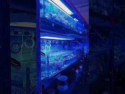 ATLANTIS AQUATICS | BEHIND THE SCENES