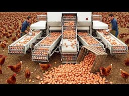 American Farmers Harvest And Process Billions Of Eggs With This Modern Machine - Farming Documentary
