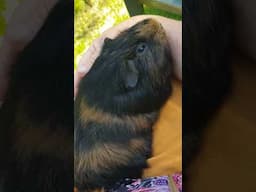 Comment below... how cute is Turbo? #guineapiggies #guineapig #guineapiggy
