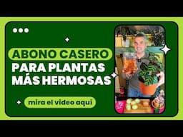 ¡Cáscara de cebolla para las plantas! #DIY