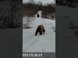 Recent Bear and Moose 5-31-25