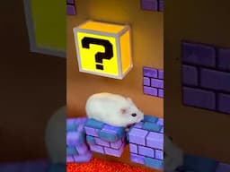 Super Mario Hamster Escape from King Boo Dungeon 🍄 Homura Ham Pets