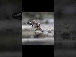 How to get the perfect shot. #wildlife #photography