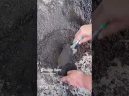 Planting Aloe vera pups