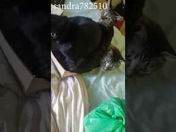 Too many cat-egories, not enough space 😹#shorts #shortvideo