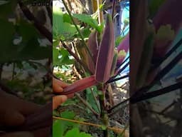 Okra | Planting Okra #vegetablegarden #viralshort #gardening #garden #viralvideo #vegetable #organic