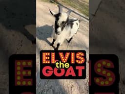 Elvis the Goat 🐐 #goat #homesteading #farm #rvlife #homestead #goatlife #farmlife