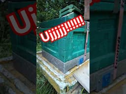 Uj 😱 was ist da drin? Mitbringsel vom Anpaarungsstand Dunkle Biene Deutschland #bienen