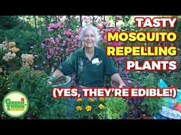 DIY Edible Mosquito Repellent Planters 🌿 | Keep Bugs Away with These Beautiful & Functional Plants!