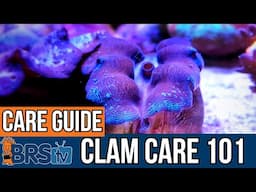 How To Care For Reef Tank Clams.