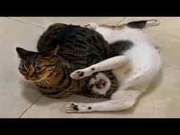 cats are a menace to society 😼