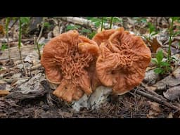 Elephant Ear Mushroom