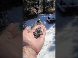 Mountain chickadee or Black-capped chickadee? - How to tell them apart. #chickadee
