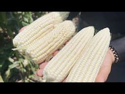 Hechos del Agro - Cosecha de maíz de semilla