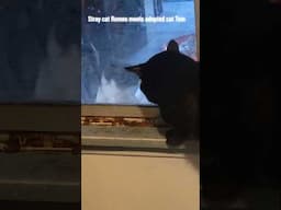 Stray cat Romeo meets adopted cat Tom