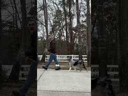 Leash training is one of the fundamental skills every dog should learn! #australianshepherd