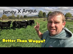 Jersey Cross Angus, Best Meat Around!? More Halters installed & Big Winter Project