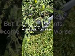 I think I can revive this plant, do you? #abundanceiseverywhere #plants #gardening #abundancemindset