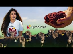 How Seaweed is Reducing Methane Emissions in Cows