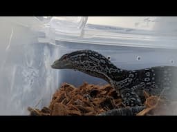 Why is Houdini the Blue Tree Monitor in a Little Tub?