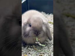 ¿Quieres darle a tu conejo lo mejor? 🐰