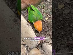 Puffman Caique Digs a Hole #parrots #cuteanimals #pets