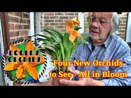 My Day Out and New Orchids