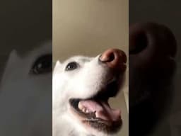German Shepherd vs Husky🤣 Funniest Huskies | Best Videos #husky #doglovers #huskydog #shorts #dog